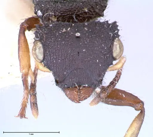 Cataulacus latus - FOCOL0660-2