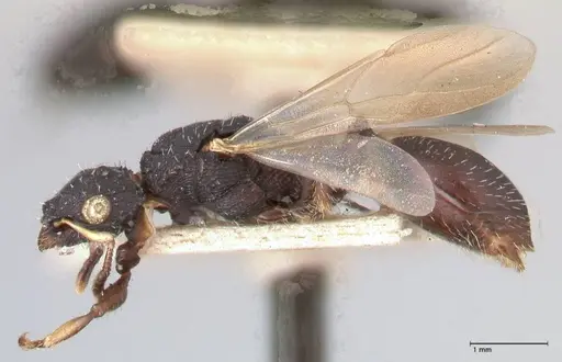 Cataulacus latus - FOCOL0660-2