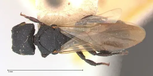 Cataulacus latus - FOCOL0660-3