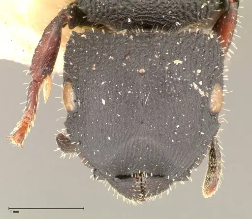 Cataulacus latus - FOCOL0660-3