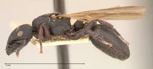 Cataulacus latus - FOCOL0660-3