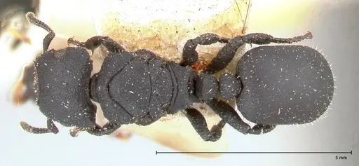 Cataulacus latus - FOCOL0661-1