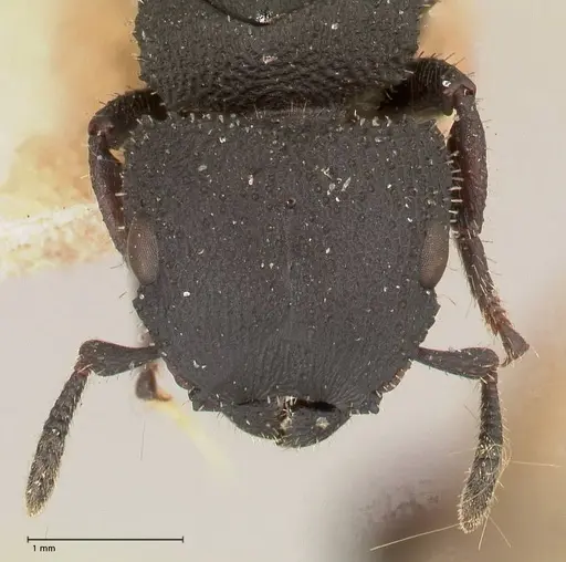 Cataulacus latus - FOCOL0661-1