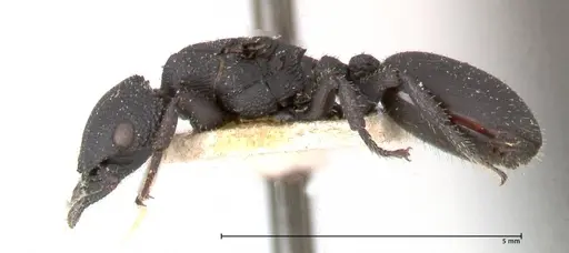 Cataulacus latus - FOCOL0661-1