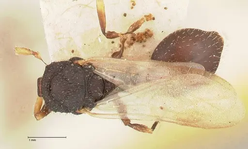 Cataulacus latus - FOCOL0661-2