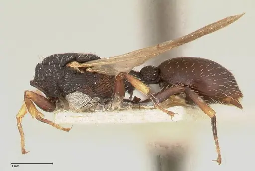 Cataulacus latus - FOCOL0661-2