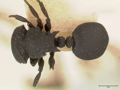 Cataulacus latus - FOCOL0661-3