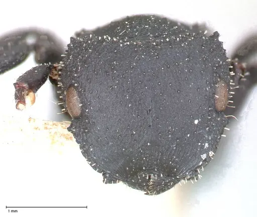 Cataulacus latus - FOCOL0661-3