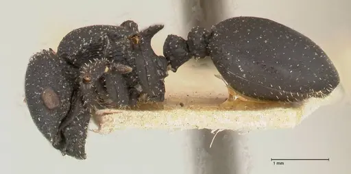 Cataulacus latus - FOCOL0661-3