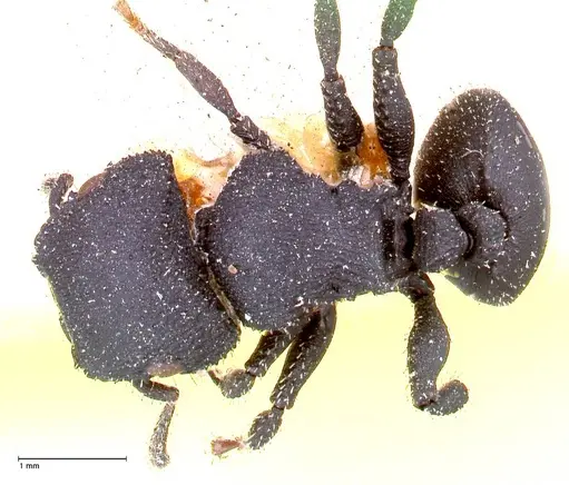 Cataulacus latus - FOCOL0662