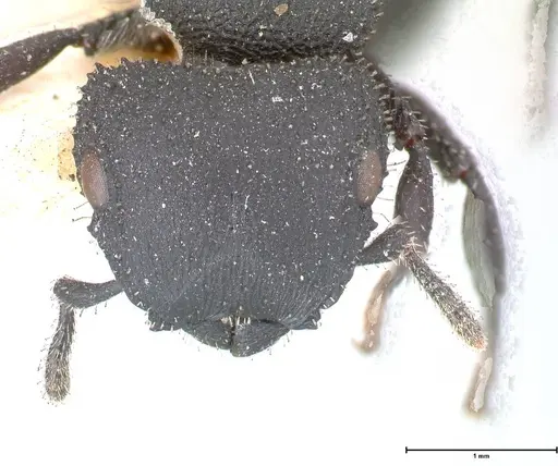 Cataulacus latus - FOCOL0662