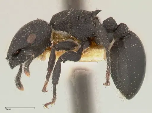 Cataulacus latus - FOCOL0662