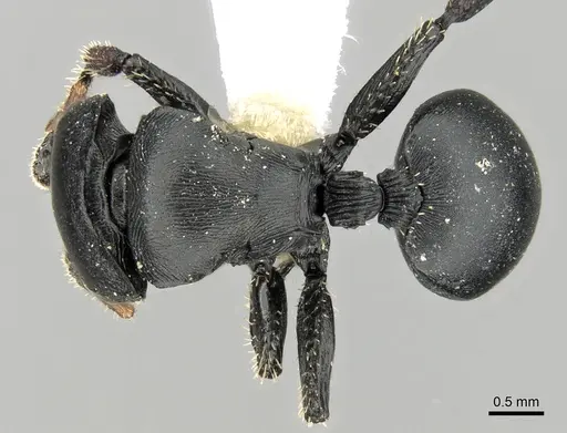 Cataulacus lobatus specimen