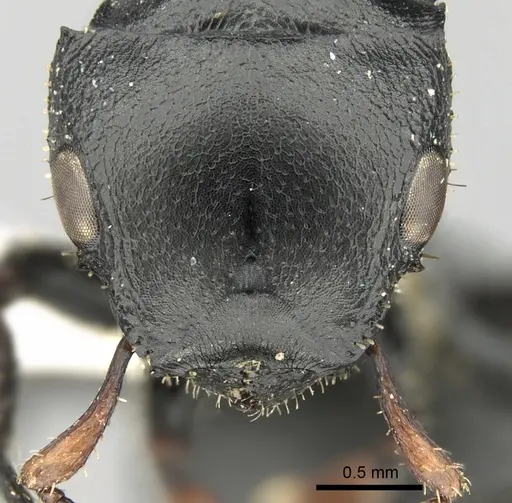 Cataulacus lobatus specimen