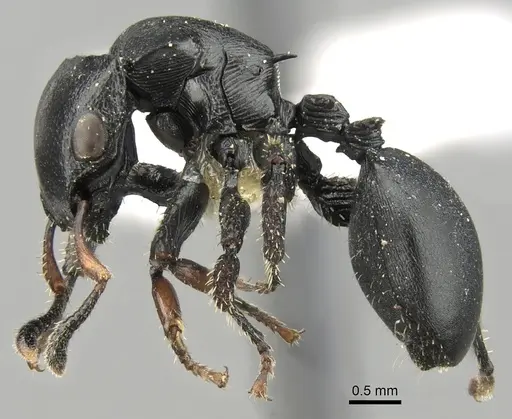 Cataulacus lobatus specimen