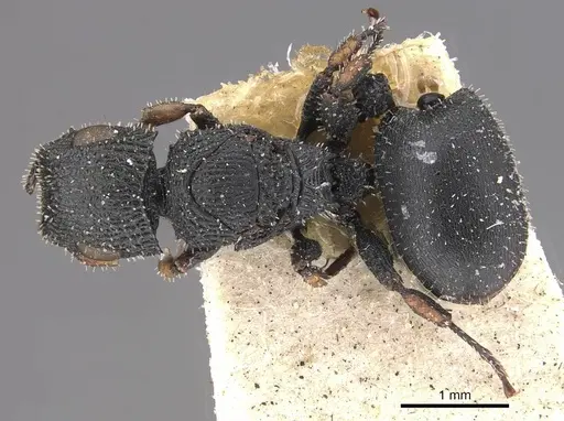 Cataulacus longinodus specimen