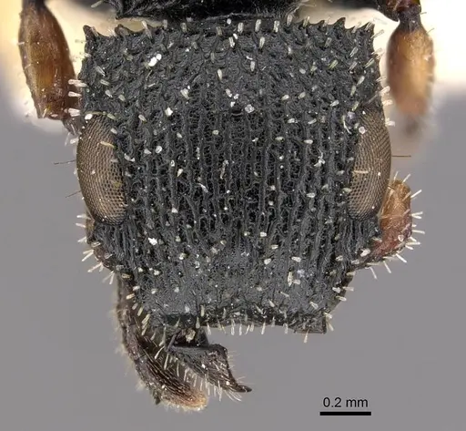 Cataulacus longinodus specimen