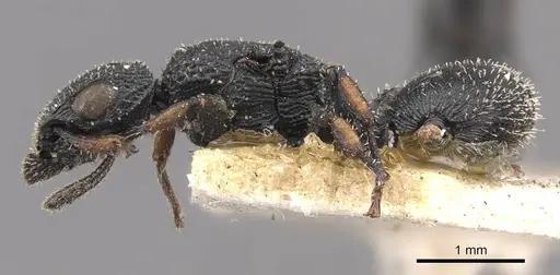 Cataulacus longinodus specimen