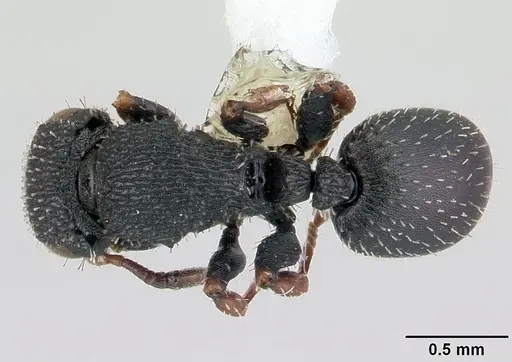 Cataulacus lujae specimen