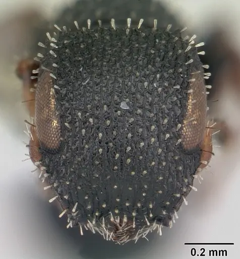 Cataulacus lujae specimen