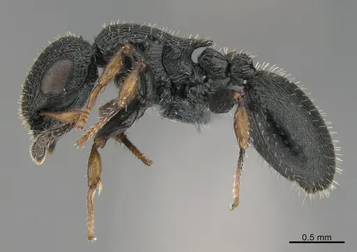 Cataulacus lujae - CASENT0362951