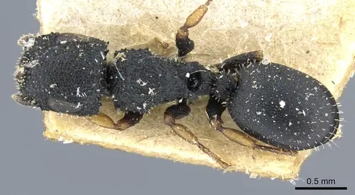 Cataulacus lujae - CASENT0904884