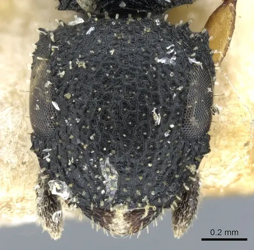 Cataulacus lujae - CASENT0904884