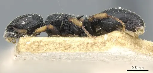 Cataulacus lujae - CASENT0904884