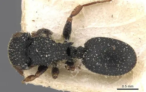 Cataulacus lujae - CASENT0909233