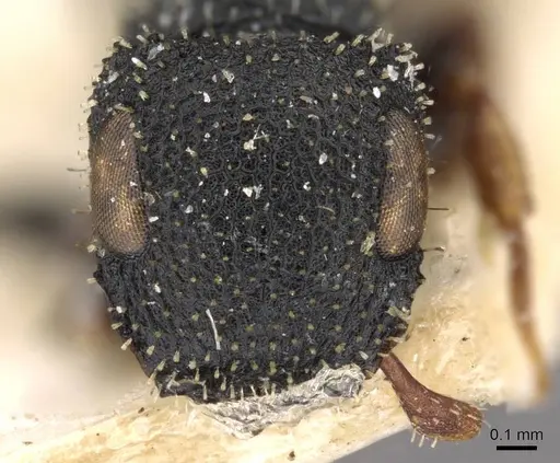 Cataulacus lujae - CASENT0909233