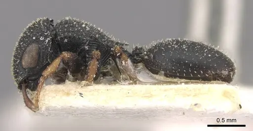 Cataulacus lujae - CASENT0909233