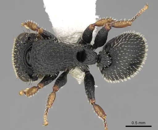 Cataulacus lujae - CASENT0922501