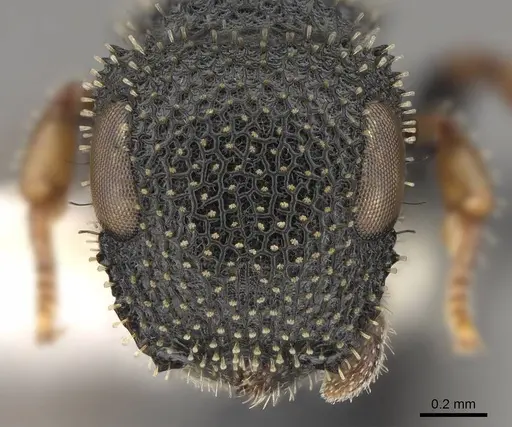 Cataulacus lujae - CASENT0922501