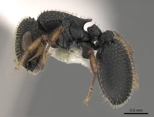 Cataulacus lujae - CASENT0922501