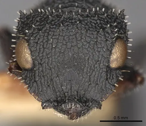 Cataulacus marginatus specimen