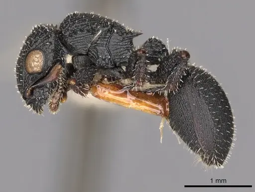 Cataulacus marginatus specimen