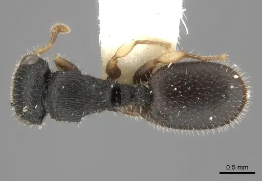 Cataulacus mckeyi specimen