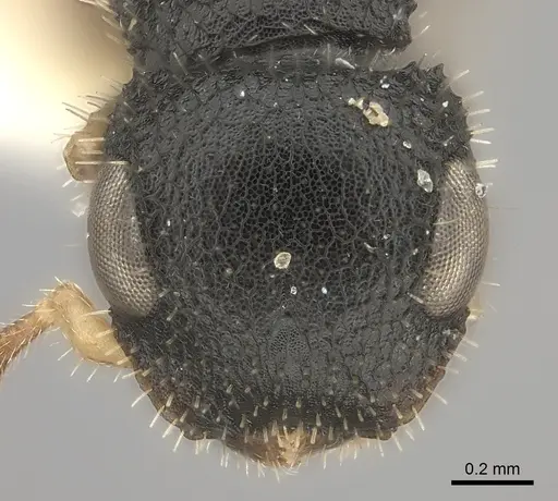 Cataulacus mckeyi specimen