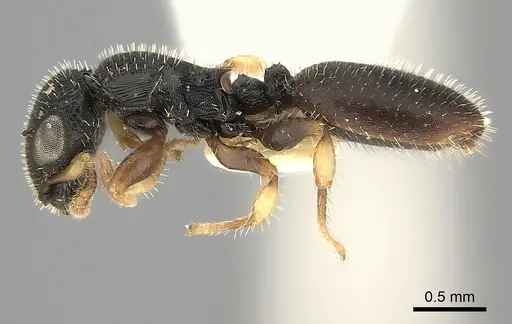 Cataulacus mckeyi specimen