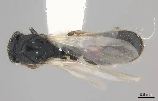 Cataulacus mckeyi - CASENT0217830