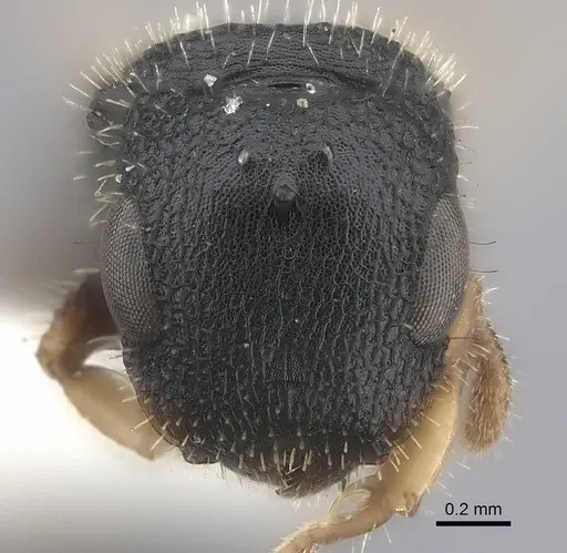 Cataulacus mckeyi - CASENT0217830