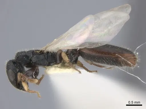 Cataulacus mckeyi - CASENT0217830