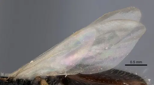 Cataulacus mckeyi - CASENT0217830