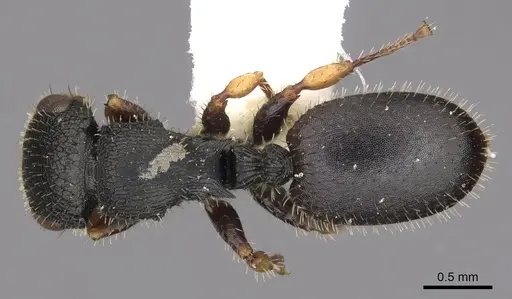 Cataulacus mckeyi - CASENT0900266