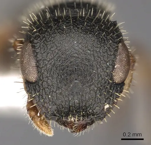 Cataulacus mckeyi - CASENT0900266