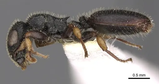 Cataulacus mckeyi - CASENT0900266