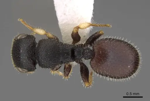 Cataulacus mckeyi - CASENT0922502