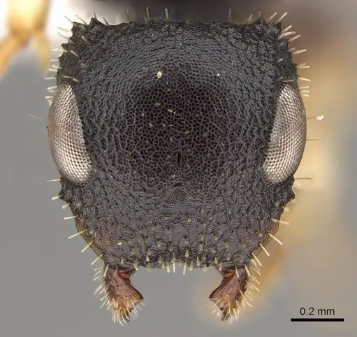 Cataulacus mckeyi - CASENT0922502