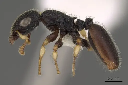 Cataulacus mckeyi - CASENT0922502