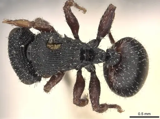Cataulacus micans specimen